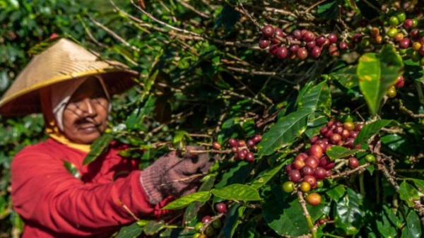 Giá cà phê arabica cao nhất trong gần thập kỷ