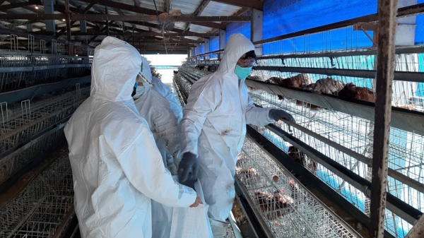 Đài Loan tiêu hủy hàng loạt gà nhiễm cúm gia cầm H5N2