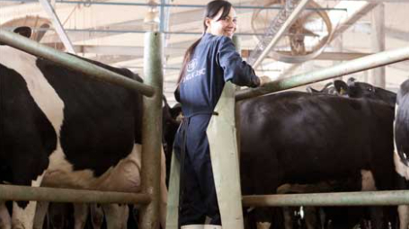 Nông dân nuôi bò sữa đã có thể 'nhìn thấy giá sữa tăng năm 2022'