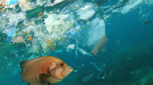 Rác nhựa sắp nhiều hơn cá trong các đại dương