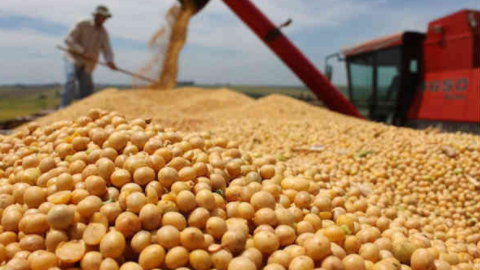 Trung Quốc có thể cắt giảm nhu cầu đậu tương tới 30 triệu tấn