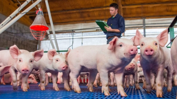 Xung đột Ukraine ảnh hưởng đến thị trường thịt lợn thế nào?