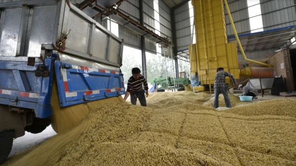 Giá đậu tương tại Trung Quốc vọt lên 776 USD/tấn