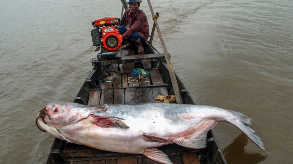 Bảo tồn loài cá da trơn nặng gần 300 kg trên sông Mekong