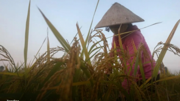 Lúa gạo đang ngăn một cuộc khủng hoảng lương thực toàn diện?