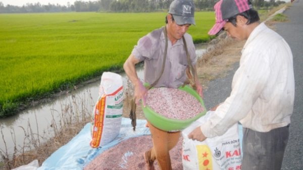 Chi phí phân bón tăng đe dọa nguồn cung gạo thế giới