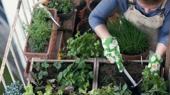 Nở rộ 'làn sóng' người dân Mỹ tự trồng rau củ tại nhà