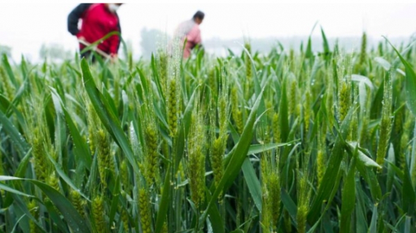 Tranh cãi nảy lửa cảnh nông dân Trung Quốc thu hoạch lúa mì non