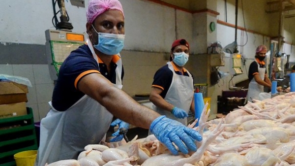 Đến lượt Malaysia cấm xuất khẩu thịt gà