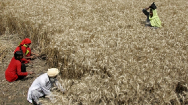 Toàn cảnh nguồn cung lúa mì thế giới 'hậu xung đột Nga- Ukraine'