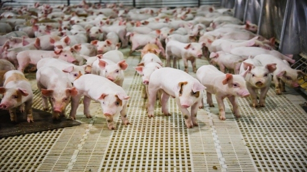 Thịt lợn Nga ế ẩm do xuất khẩu gặp khó