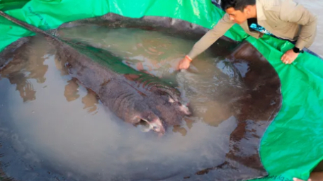 Con cá đuối gần 300 kg được trả về sông Mekong