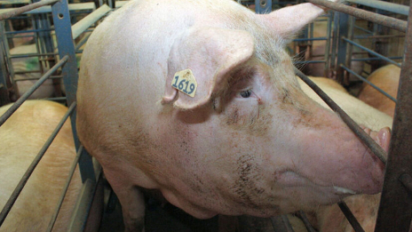 Đạo luật chuồng nuôi ‘2,2 m²/đầu lợn’ bị kiện