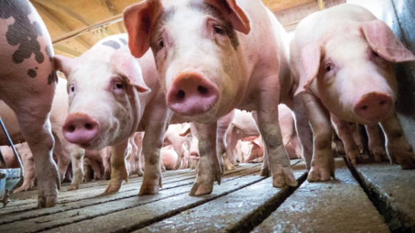 Siêu vi khuẩn chết người được tìm thấy trong thịt lợn