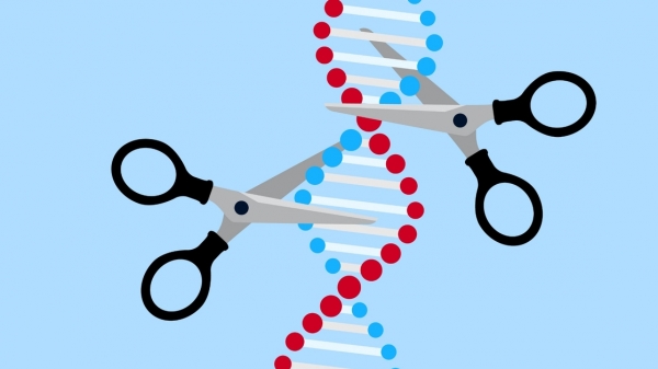 Chỉnh sửa gen CRISPR có thể nhiễm độc tế bào và mất ổn định bộ gen