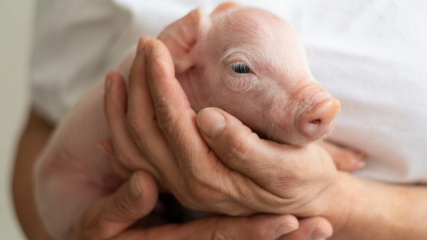 Một số mẹo giảm tỷ lệ tử vong ở lợn con
