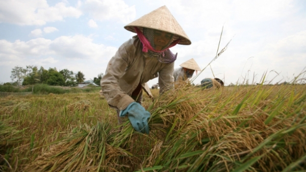 Chuyên gia thế giới dự báo lạc quan về gạo Việt Nam