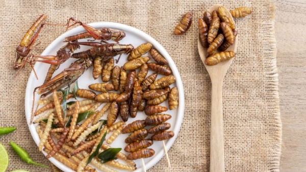 Singapore tính nhập khẩu 16 loài côn trùng làm thực phẩm