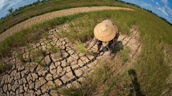 Đất nhiễm mặn là vấn đề nghiêm trọng