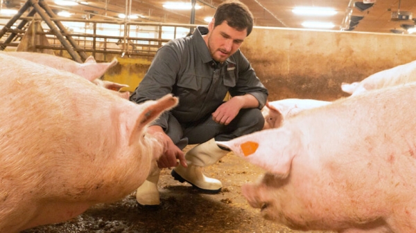5 mẹo chăm nuôi lợn nái hiệu suất cao