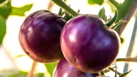 Cà chua tím- một thắng lợi cho cây trồng biến đổi gen?