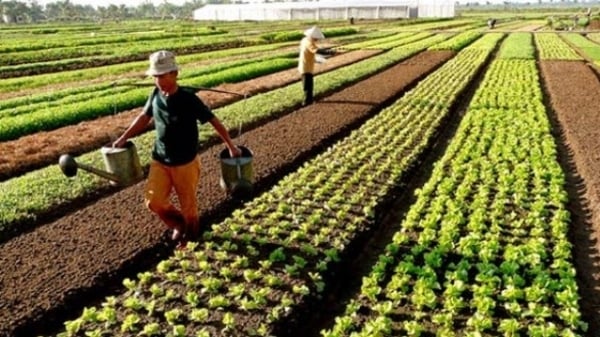 Công nghệ thực phẩm mới có thể giải phóng 80% đất nông nghiệp