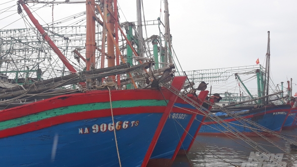 Nghệ An quyết liệt chống khai thác thủy sản bất hợp pháp