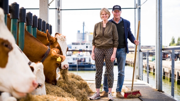 Trang trại bò sữa nổi tuần hoàn ở Hà Lan