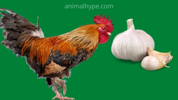 Cho gà ăn tỏi giúp tăng khả năng miễn dịch và năng suất