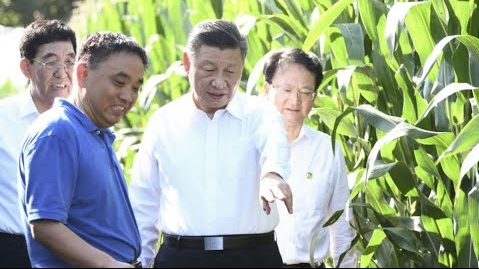 Trung Quốc dè dặt triển khai trồng ngô biến đổi gen