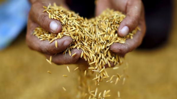 Gạo Thái Lan xuất sang Philippines sẽ tăng gấp đôi