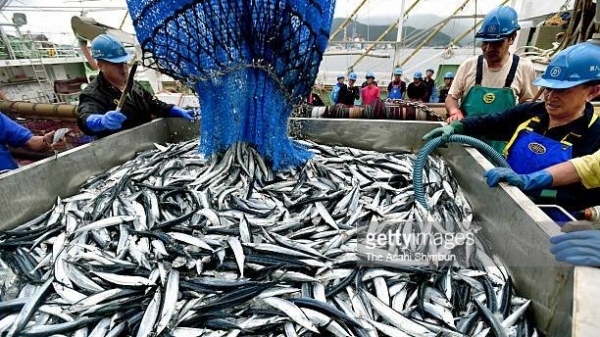 Nhất trí cắt giảm 25% sản lượng đánh bắt cá thu đao Thái Bình Dương