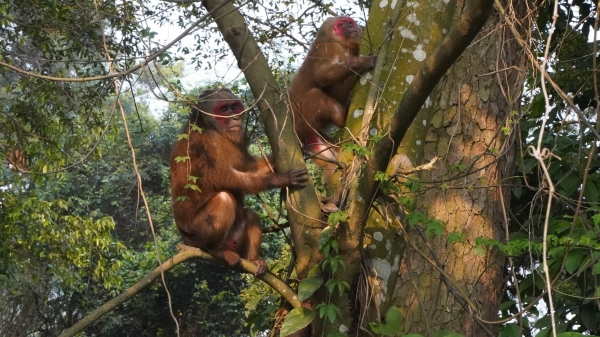 Vườn Quốc gia Tam Đảo thả 2 cá thể khỉ mặt đỏ về rừng