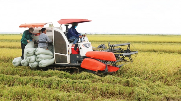 Sông Gianh liên kết sản xuất lúa cho nông dân, lãi 30 triệu đồng/ha