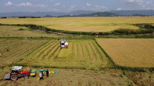 Phú Yên tạo đột phá cho ngành lúa gạo