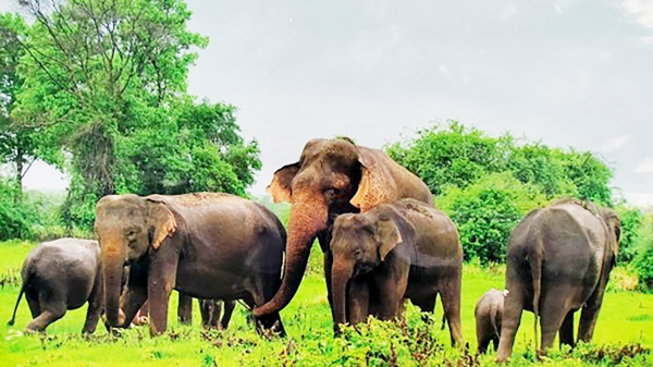 Đồng Nai sẽ là tỉnh đầu tiên áp dụng các sáng kiến mới bảo vệ voi