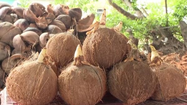 Cà phê mộng dừa, mở thêm cơ hội cho cây dừa Bến Tre