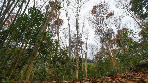 8 tháng thu gần 2.000 tỷ đồng dịch vụ môi trường rừng