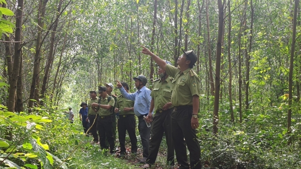 Gần 12.000 ha rừng Phú Yên được cấp chứng chỉ FSC