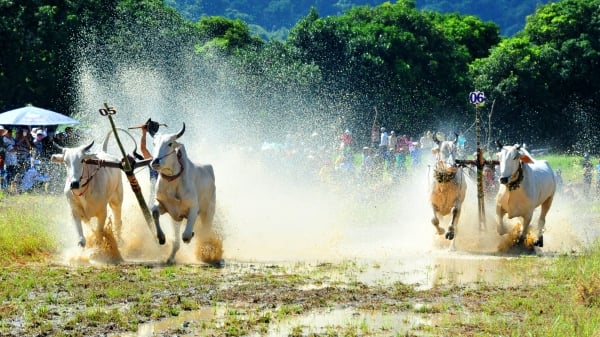 Ông Chau Mean đoạt giải nhất lễ hội đua bò Bảy Núi
