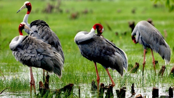Tăng cường bảo tồn các loài chim hoang dã, chim di cư