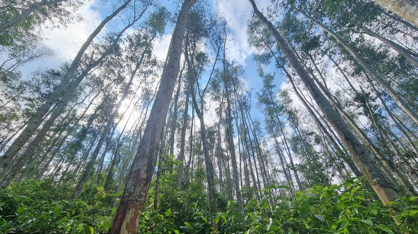 Các chủ rừng tại Nghệ An ‘khát’ chứng nhận quyền sử dụng đất
