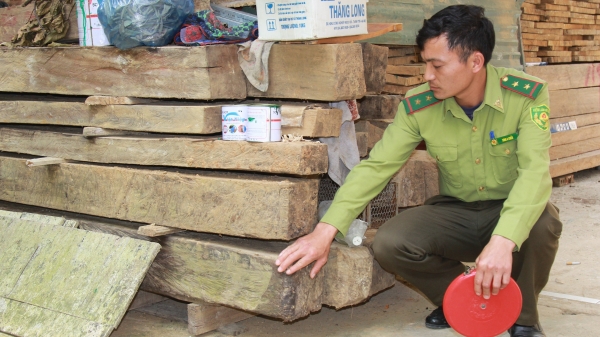 Hàng trăm m3 gỗ quý bị tịch thu, chưa có hướng xử lý