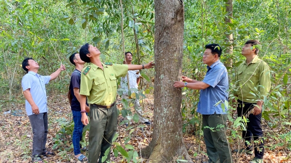 Phát triển rừng phòng hộ và đặc dụng bền vững