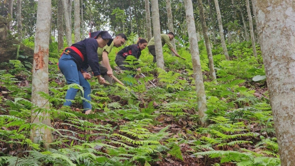 Các tỉnh phía Bắc trồng mới gần 100 nghìn ha rừng