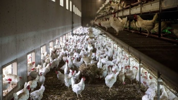 Countries urged to curb factory farming to meet climate goals