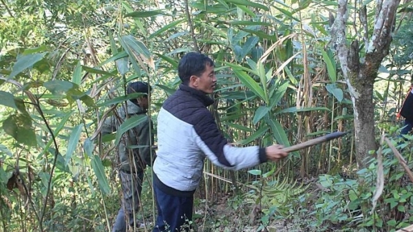 170 trưởng thôn, bản cam kết gìn giữ, phát triển rừng