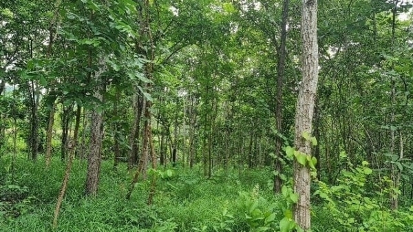Bình Thuận nỗ lực quản lý, bảo vệ và phát triển rừng