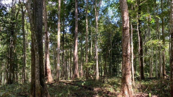 Phú Yên: Tỷ lệ che phủ rừng đạt 47%