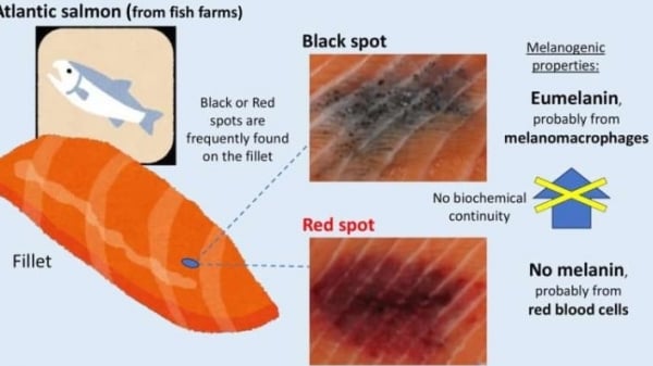 The black spots on salmon filets found to contain melanin
